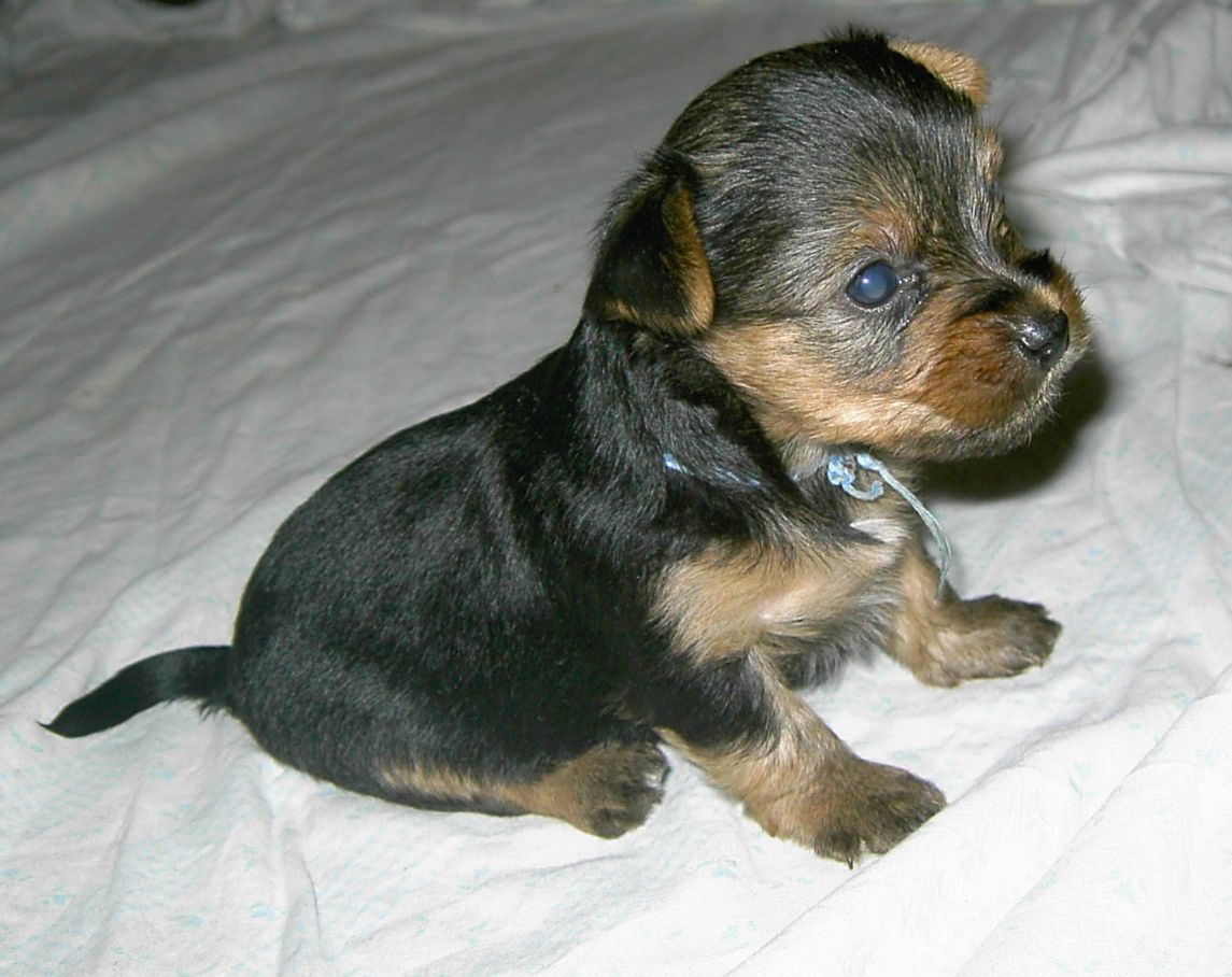 2007_10_07_14_26_57_Yorksirsky_terier.jpg 2007_10_07_14_26_57_Yorksirsky_terier.jpg